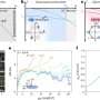 Alternating atomic layers enable rare electron pairing mechanism in new unconventional superconductor