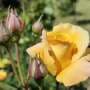 Rose pangenome maps 55,000 genes, opening new path for breeding