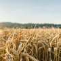 We eat a lot of wheat. So how can we grow more in a changing climate?