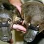 The platypus is even weirder than thought, scientists discover