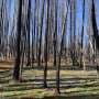 Wildfire-driven deforestation rates in California among highest in world