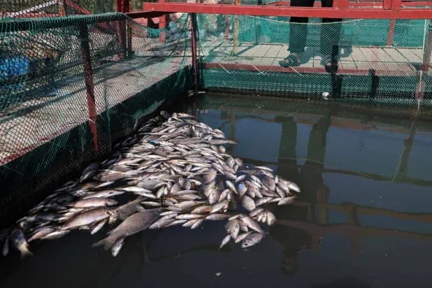 Iraq Fish Die-off Leaves Farmers Mourning Lost Livelihoods