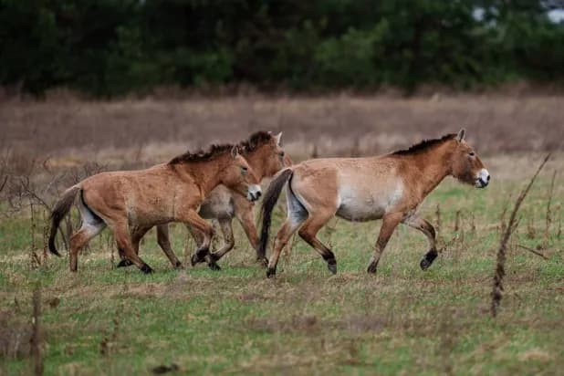 Chernobyl’s Radioactive Landscape Is Testament to Nature’s Resilience and Survival Spirit