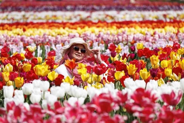 Spring Flowers Bloom Early in UK Due to Plenty of Sunshine