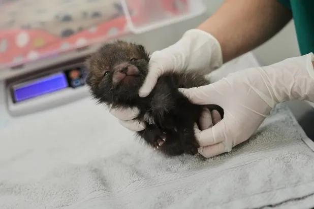 How a Paris-Area Wildlife Hospital Keeps Rescued Animals Wild