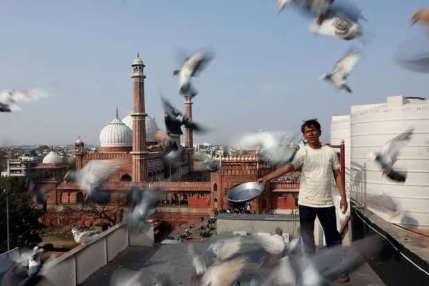 Ancient Mughal Tradition of Pigeon-Rearing Thrives in India’s Capital
