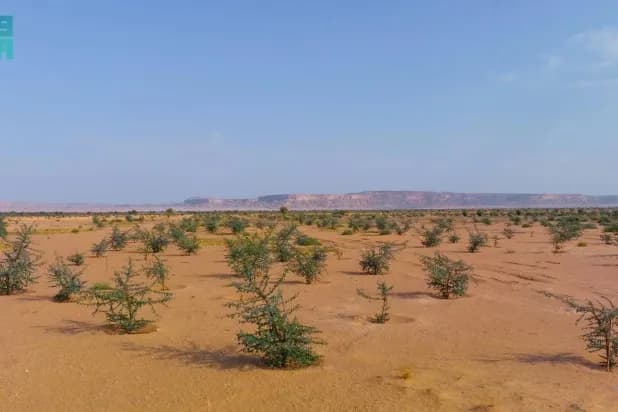 Saudi King Abdulaziz Royal Reserve Rehabilitates over 60% of First One Mln Hectares of Vegetated Land
