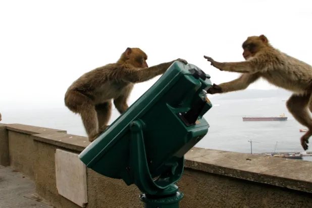 Gibraltar's Monkeys Find Clever Way to Avoid Junk Food Bellyache