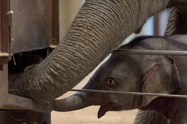 Asian Elephant Calf Makes her Public Debut at DC's National Zoo