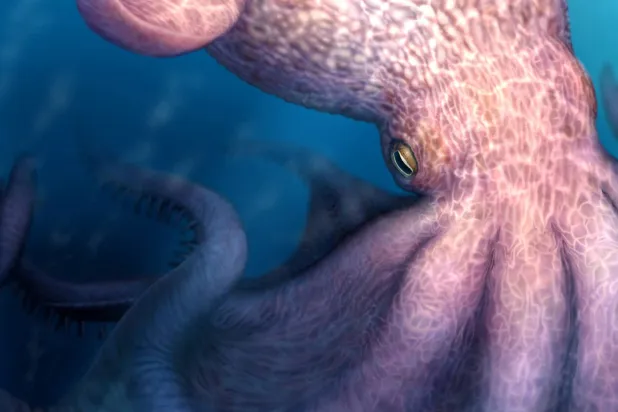 'Cretaceous Kraken' Prowled the Seas During the Age of Dinosaurs