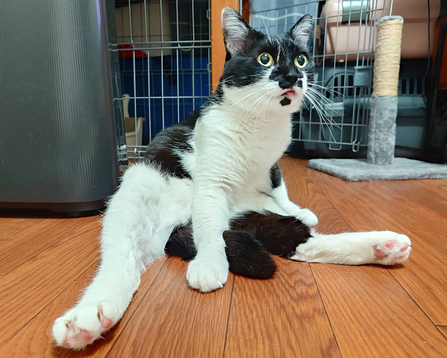 Black-and-white beauty Izanami is here to chill