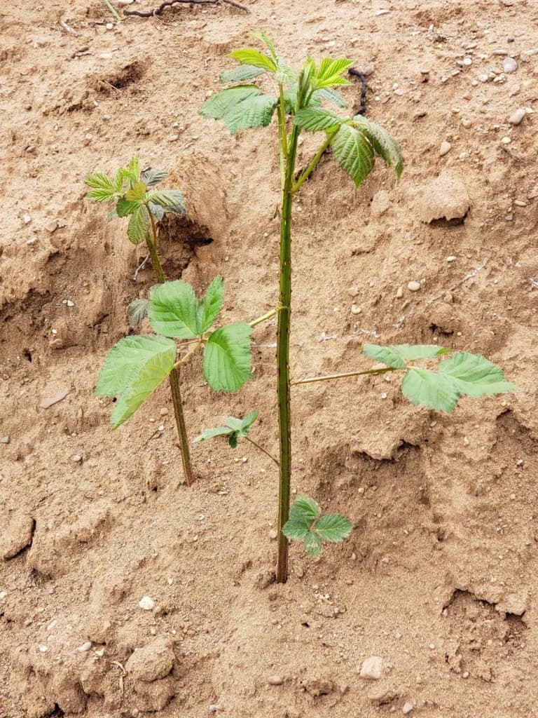 Brainstorming Foreign Policy