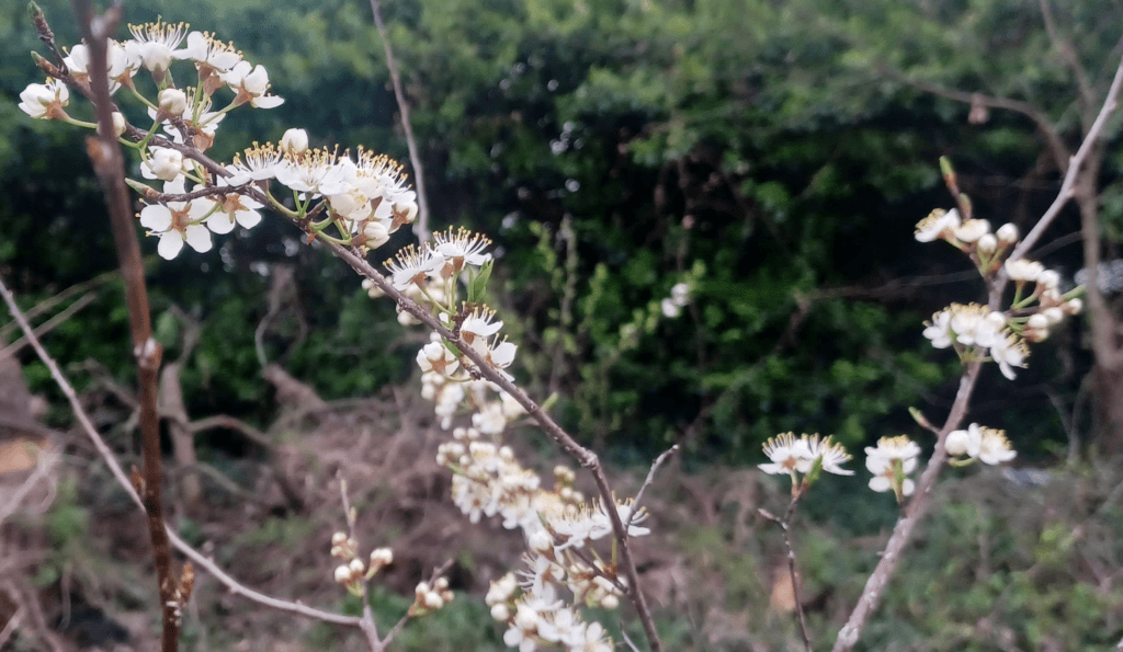 For the gardeners: Rust and research