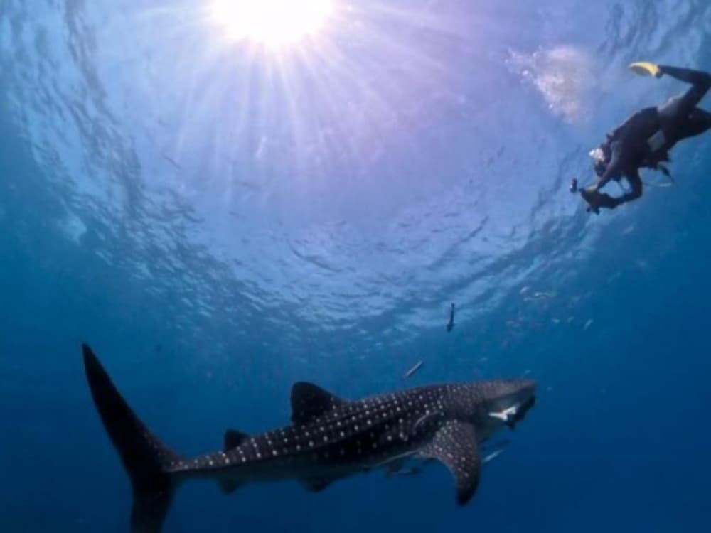 Wild whale shark surprises divers in Sarawak, stays close for unforgettable sighting