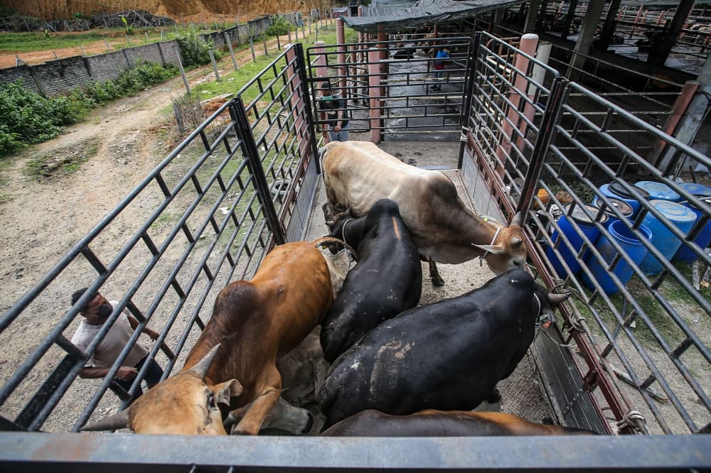 Cross-border cattle run for RM70 each ends with duo in handcuffs in Pasir Mas