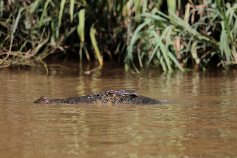 Sipitang residents warned after crocodile seen near water treatment plant