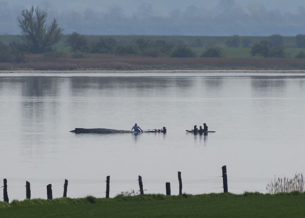 ‘Free Timmy!’: Stranded whale’s ordeal in Germany sparks compassion — and a storm of division