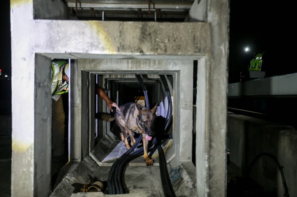 The goodest girl: Meet Tessy, the German Shepherd sniffing out MRT cable thieves one theft at a time (VIDEO)