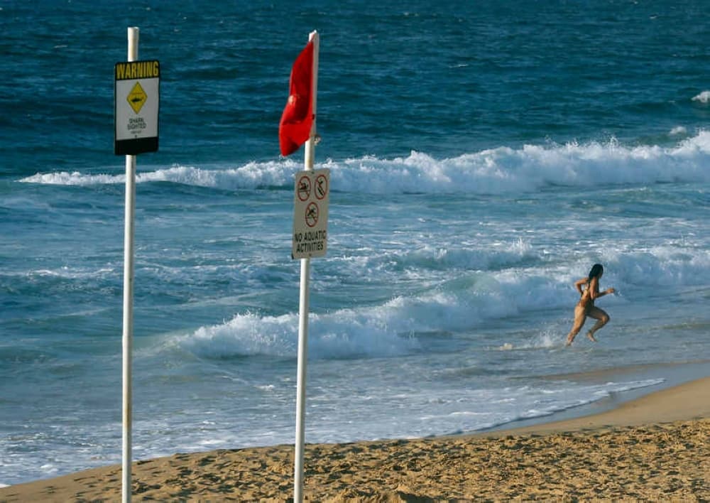 Shark alert: Sydney beaches shut after whale carcass draws great whites and bull sharks