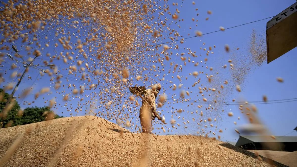 India's wheat production resilient despite setbacks: Agri ministry
