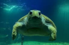 This turtle has lived in Kerry since Bertie was Taoiseach. Now she's being released to the wild