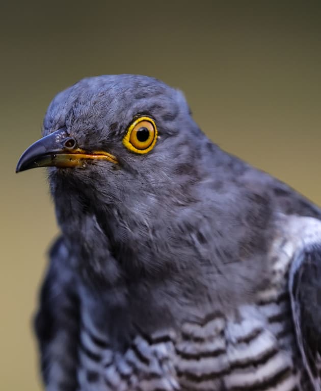 Cuckoo lands in Killarney National Park after flying 9,000 km from Ghana