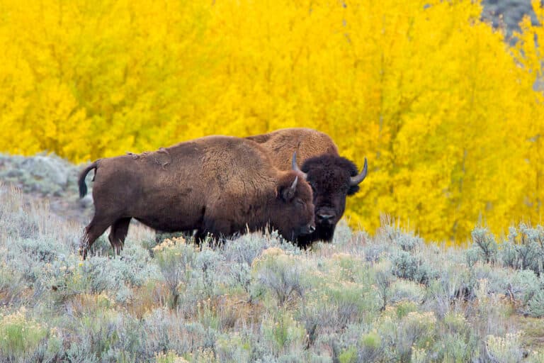 Bringing the world’s rewilders together: Interview with Alister Scott