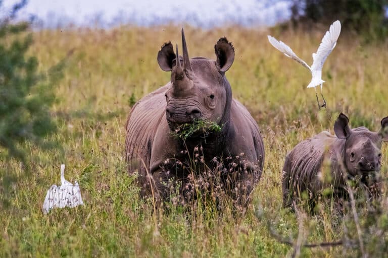 Chinese court cases reveal most trafficked rhino horns come from Southern Africa