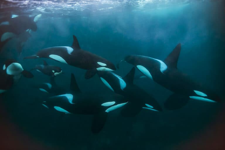 AI tool listens for endangered orcas in real time to reduce human disturbance
