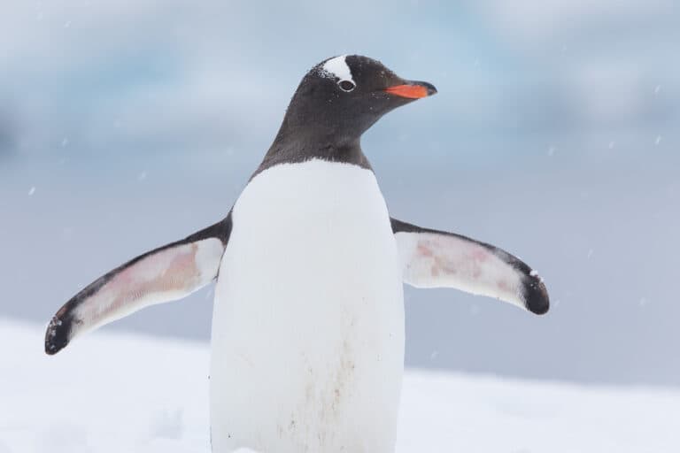 How much does a penguin weigh?