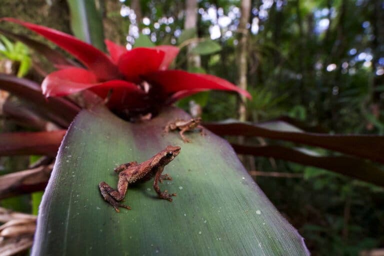 Linking habitats strengthens wildlife microbiomes, helps fight disease: Study