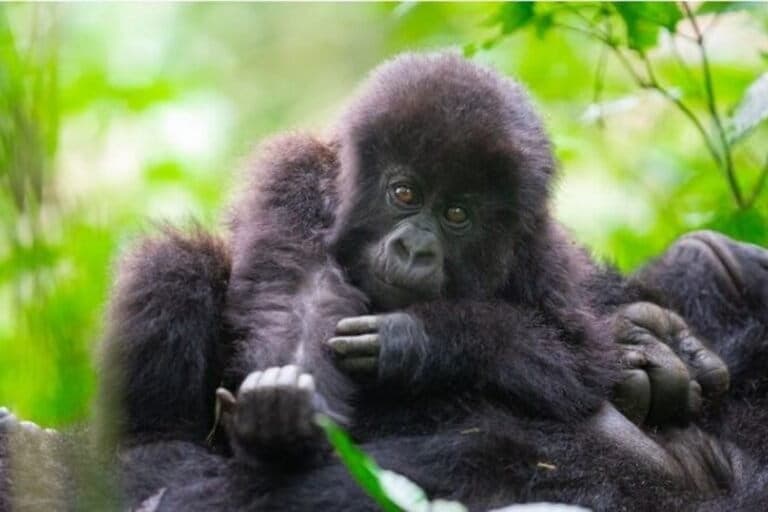 Amid conflict and poaching, tech helps boost mountain gorilla numbers