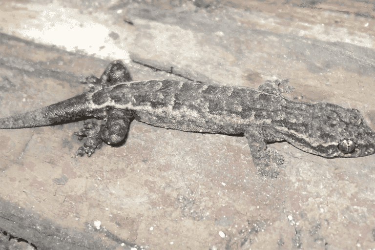 New ‘cryptic’ gecko species discovered in Vietnam’s imperiled karst forests