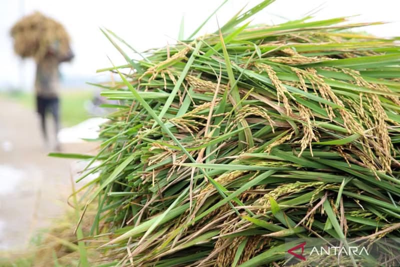 Indonesia forecasts surplus of eight key agricultural commodities by mid-2026