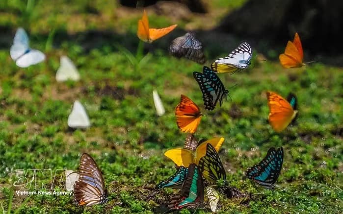 Early butterfly season delights visitors at Cuc Phuong National Park