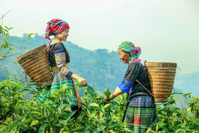 Suoi Giang’s Shan Tuyet tea rises from local heritage to national brand