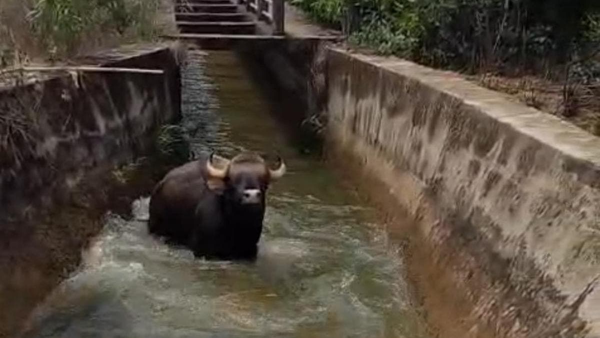 Indian Gaur fell into Varahi canal, rescued