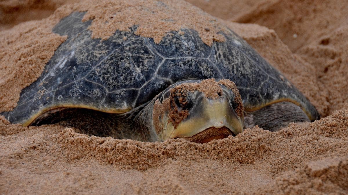 Tagged Olive Ridley turtles from T.N. reach Sri Lanka Dome, reveal migration patterns