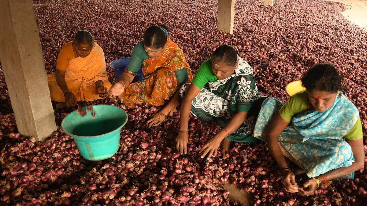 Export disruption hits ‘Bangalore Rose’ onion farmers; MP seeks urgent support