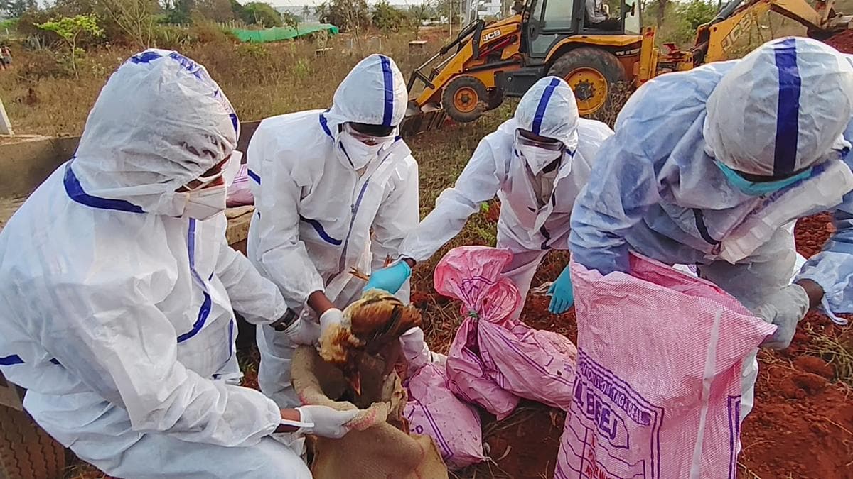 H5N1 virus detected in Hesaraghatta poultry centre near Bengaluru; no need for panic, says Dinesh Gundu Rao