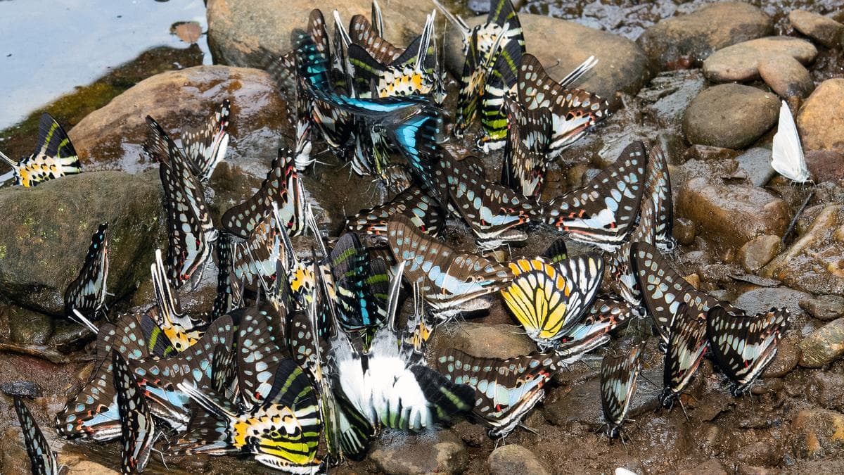 India’s butterfly boom: How Nature walks, parks, and trails are sparking a new conservation movement