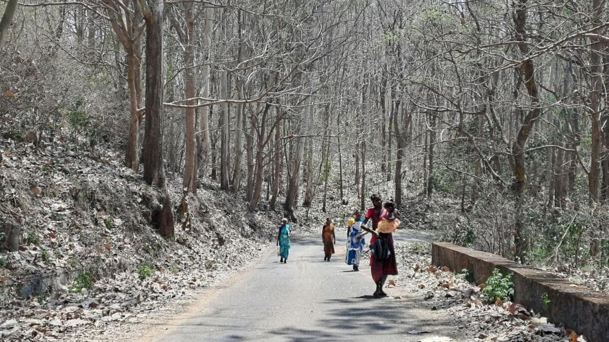 Tribespeople take up arduous trek to polling stations in Valparai Assembly constituency