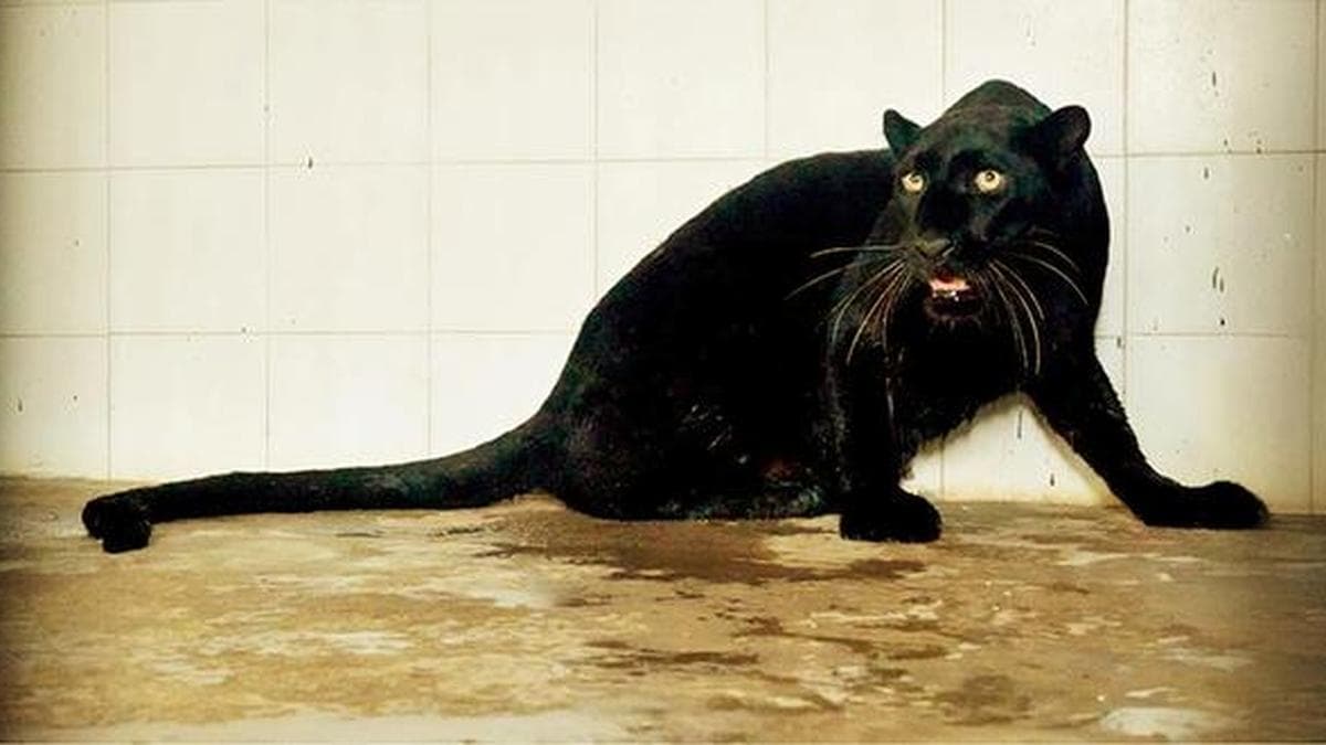 Black panther to return to Vizag zoo after 40 years; formal release on April 21