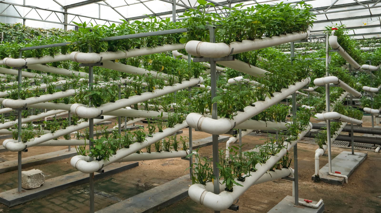 China's Greenhouse Tech Is Revolutionizing Farming - Here's How