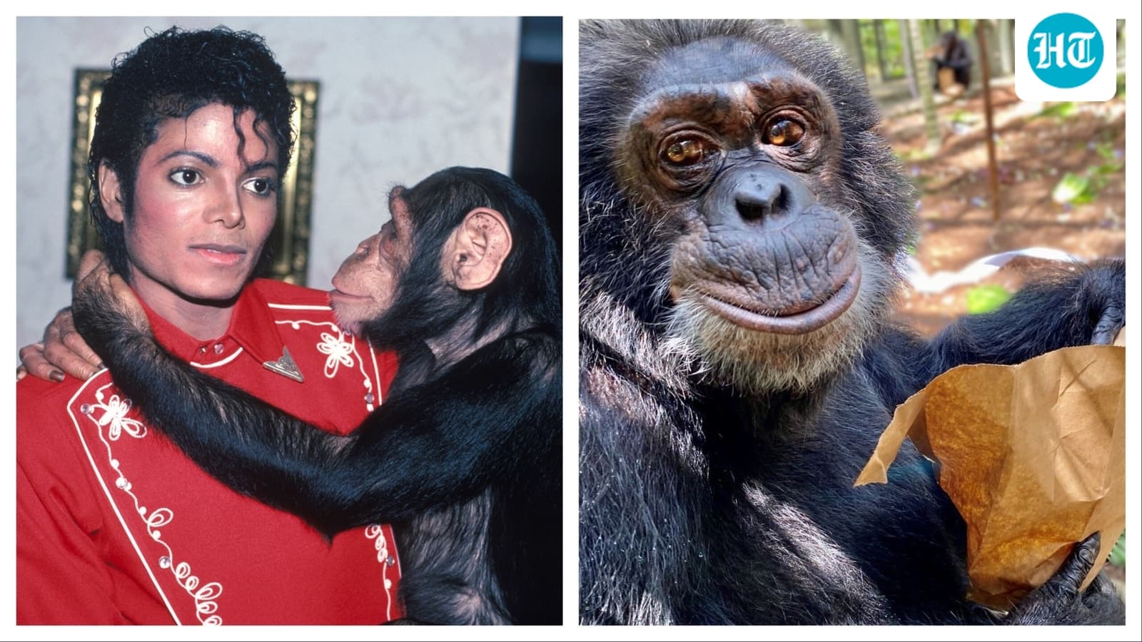 Where is Bubbles now? Michael Jackson's pet chimp is 42 and a ‘respected leader of his chimpanzee group’