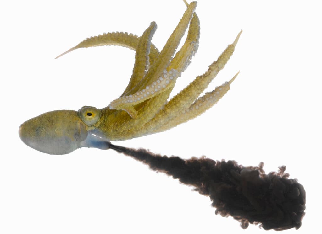 Why Do Octopuses Ink? The science behind their defence mechanism