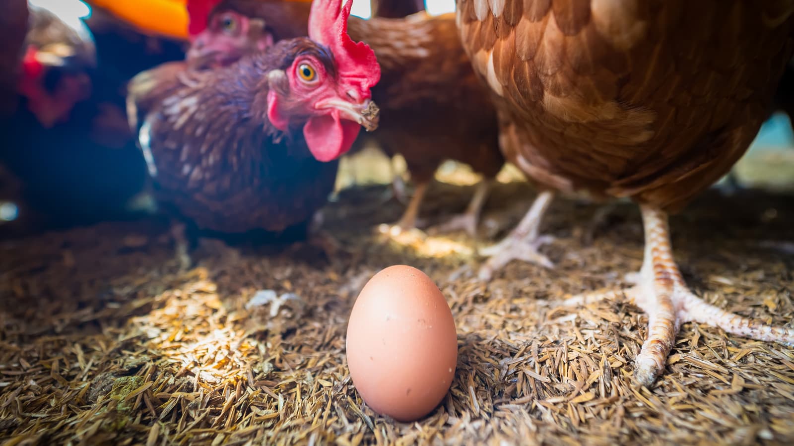 Chick-Fil-A Swore To Use Cage-Free Eggs By 2026 — It's Failing